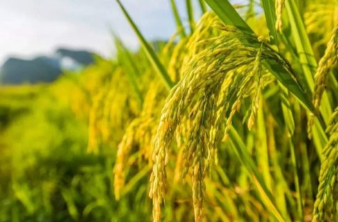 回农村体验收稻谷的说说 形容水稻成熟的优美句子