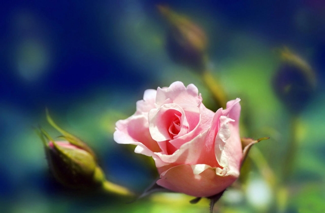 描写玫瑰花的优美句子唯美短句